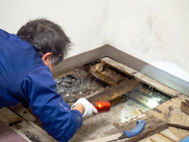Best Attic Mold Remediation in Pepperdine University, CA