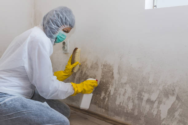 Pepperdine University, CA Mold Remediation Company