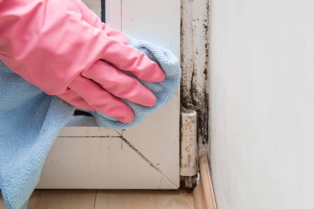 Best Localized Mold Remediation (e.g., coastal areas, humid climates) in Pepperdine University, CA